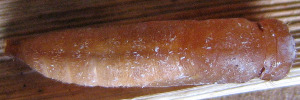 Pupae Top of Small Darter - Telicota brachydesma